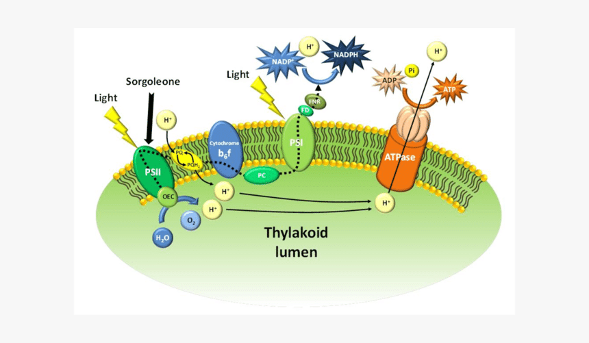 Light Reaction Z Scheme, HD Png Download