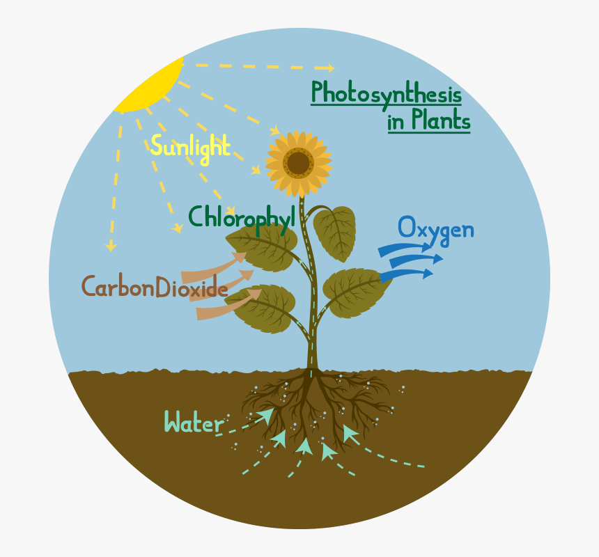 Photosynthesis Diagram Of A Plant, HD Png Download