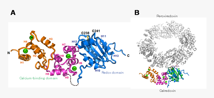 Calredoxin, A Novel Protein For Promoting Efficient - Illustration, HD Png Download