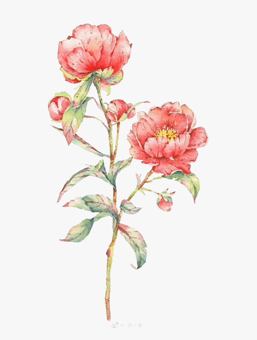Pink Rose Flower Illustration Watercolor Flowers Watercolor - Flowers Watercolor, HD Png Download
