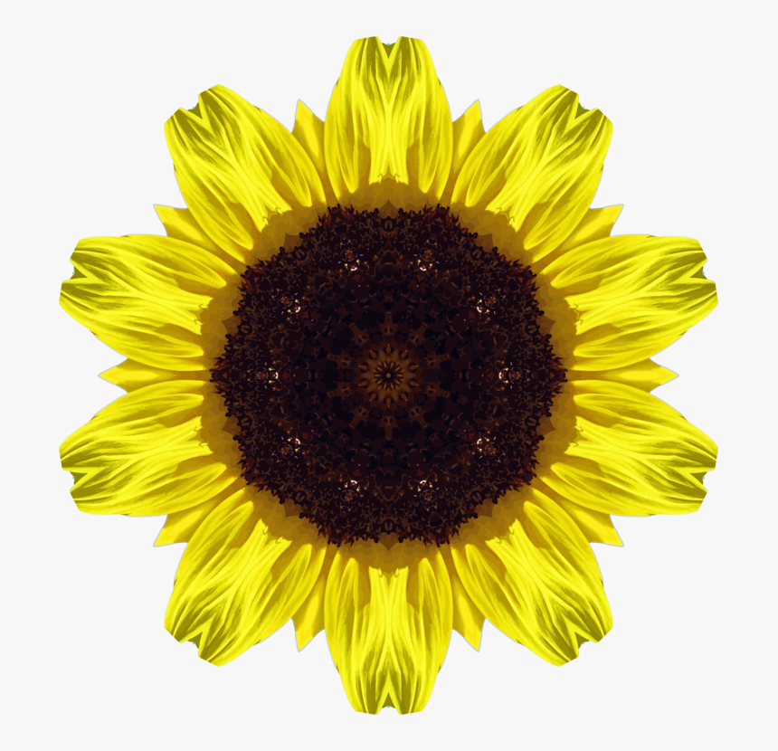 Sunflower Seed,flower,symmetry - Imagenes De Girasoles, HD Png Download