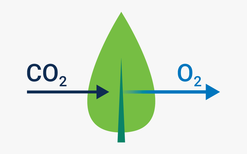 Diagram Of Gas Exchange - Circle, HD Png Download