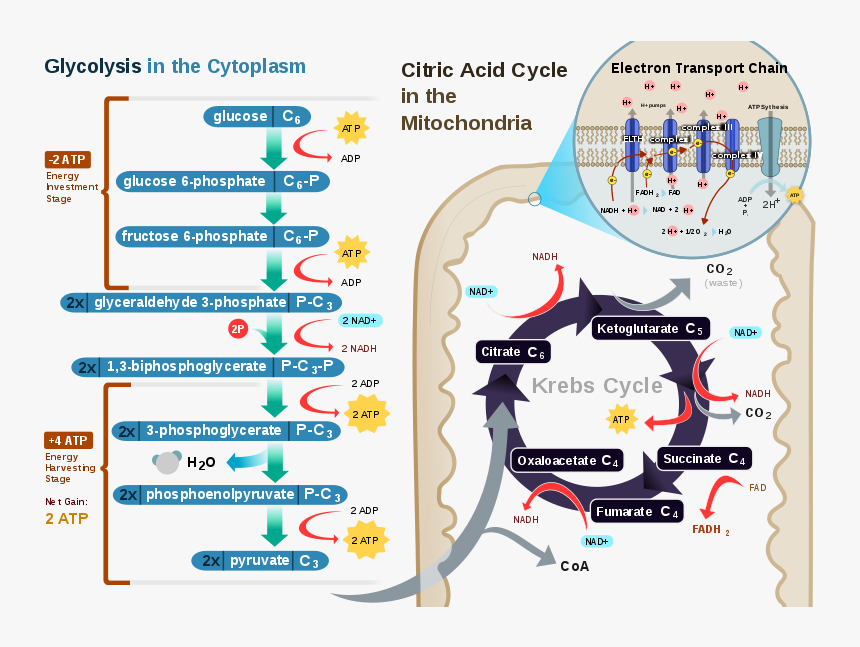 Transparent Photosynthesis Png - Redox Reaction In Human Body, Png Download