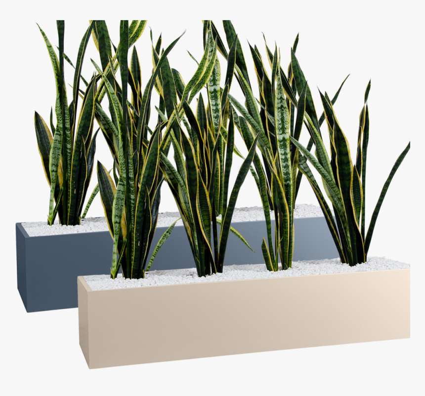 Planter Category - Jardineras En Plantas Png, Transparent Png