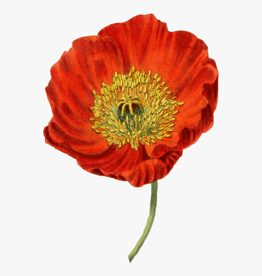Red Poppy - Amapola Png, Transparent Png