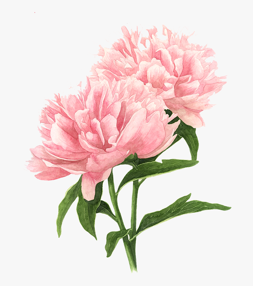 Flower Peony Tree Watercolor Drawings Painting Clipart - Watercolor Flower Drawing Png, Transparent Png