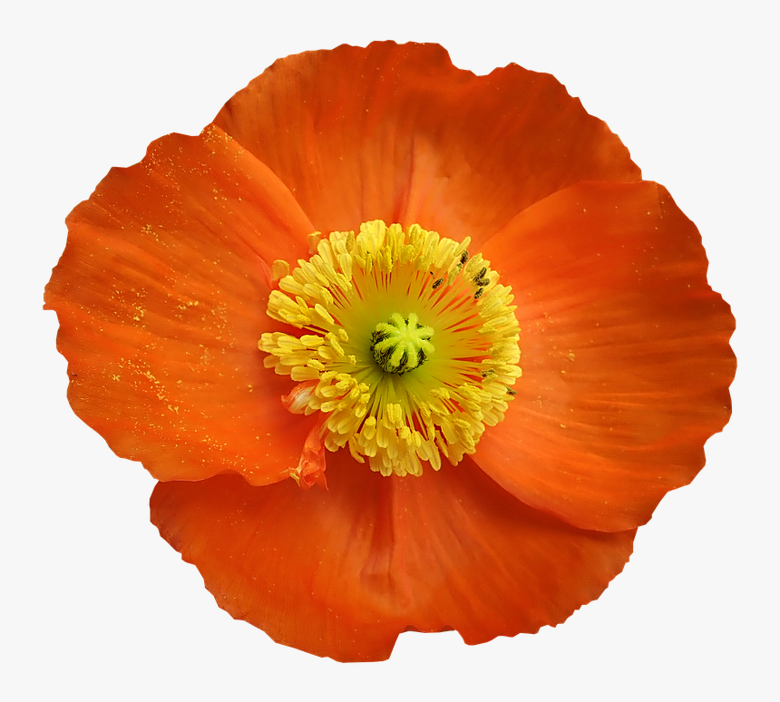 Poppy, Flower, Pollen, Cut Out, Isolated, Garden - Corn Poppy, HD Png Download