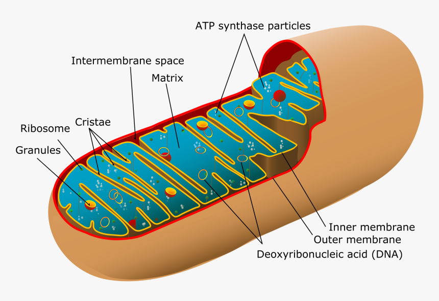 Mitochondria Structure, HD Png Download