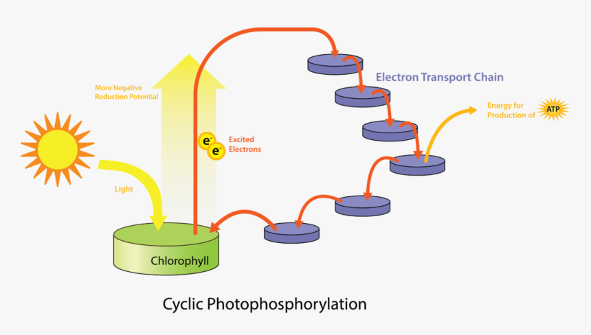 Transparent Photosynthesis Png - Phototrophic System, Png Download