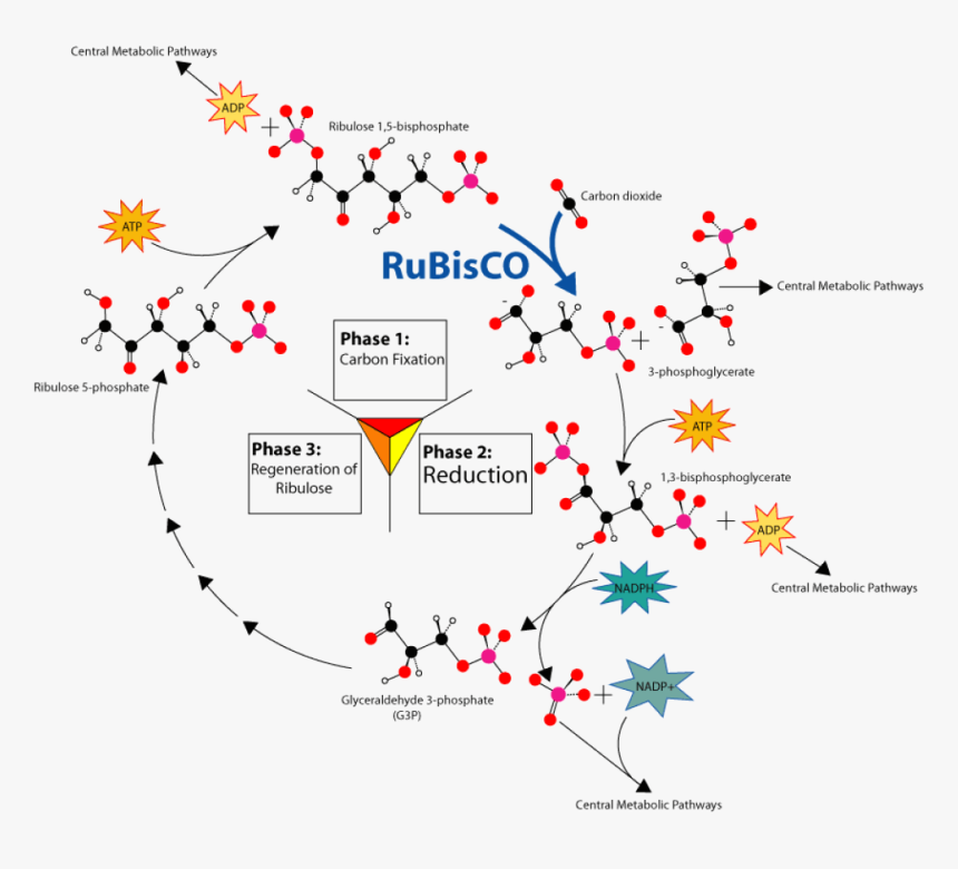 Calvin Cycle Class 11, HD Png Download