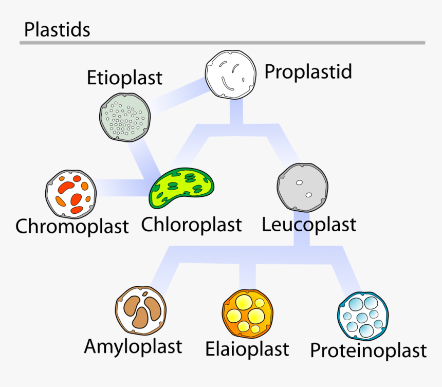 Plastids Are Responsible For Photosynthesis, Storage - Elaioplast, HD Png Download