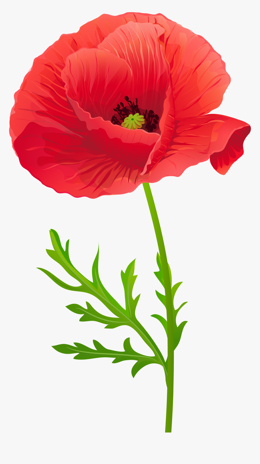 Transparent Flower Line Art Png - Red Poppy Flower Clipart, Png Download