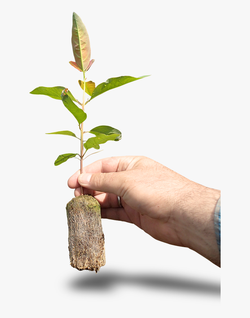 Png Biomass - Biomass Transparent Background, Png Download