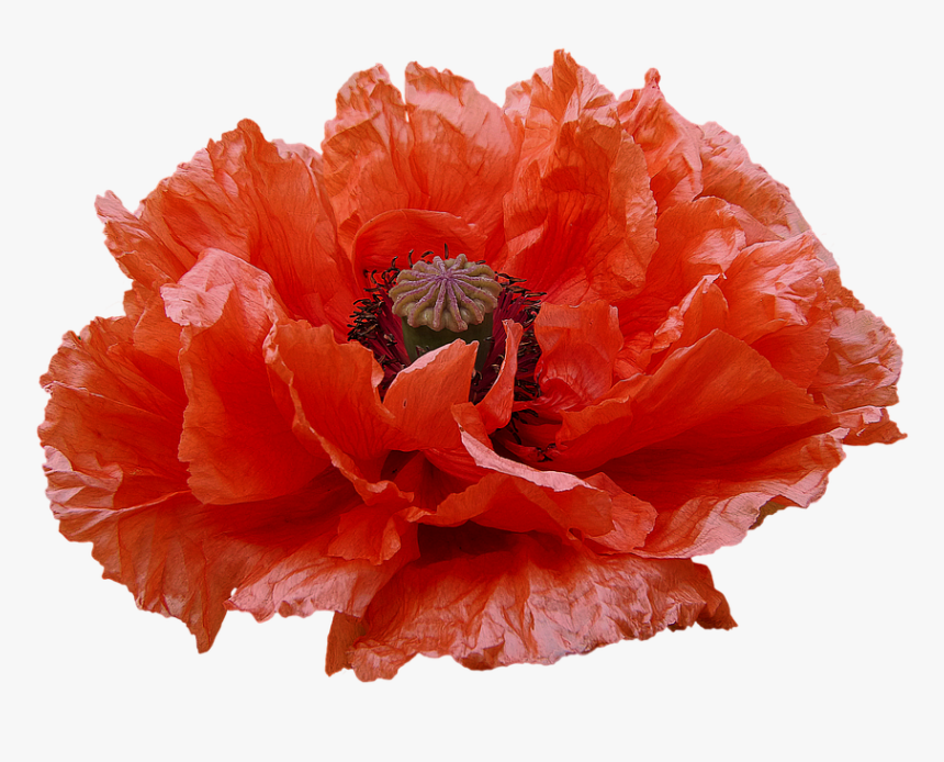Poppy, Red Flowers, Transmission, Flowers - Fiori Rossi Png, Transparent Png
