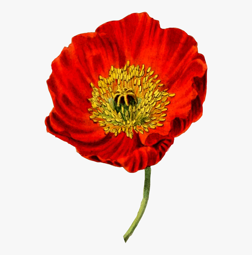 Botanical Drawing Of A Poppy, HD Png Download