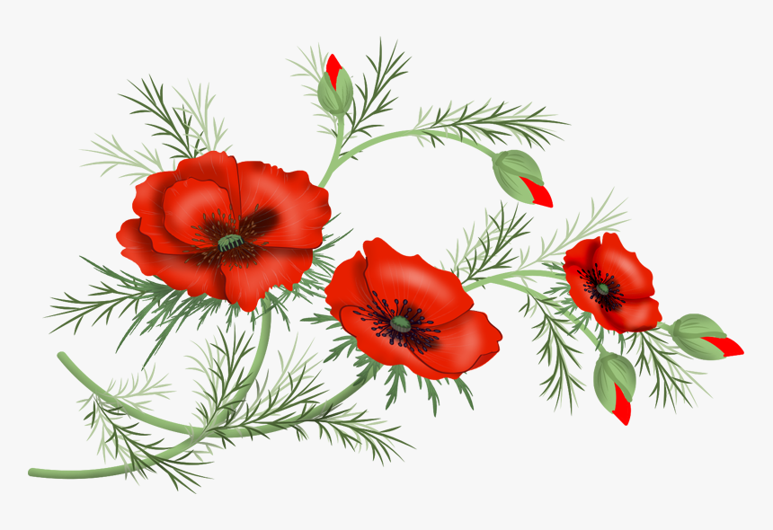 Transparent Poppies Flowers Clipart - Corn Poppy, HD Png Download