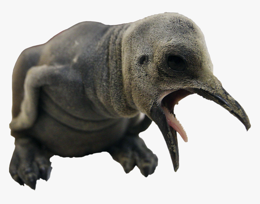 Ever Cutest Animals, HD Png Download