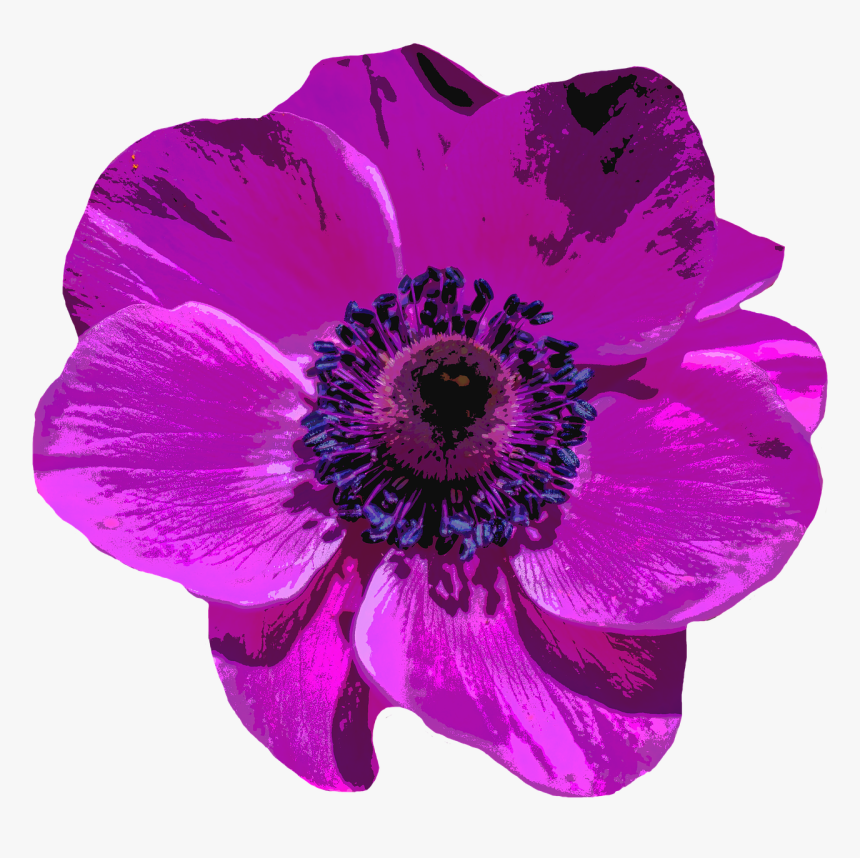 Purple Poppy Transparent Background, HD Png Download