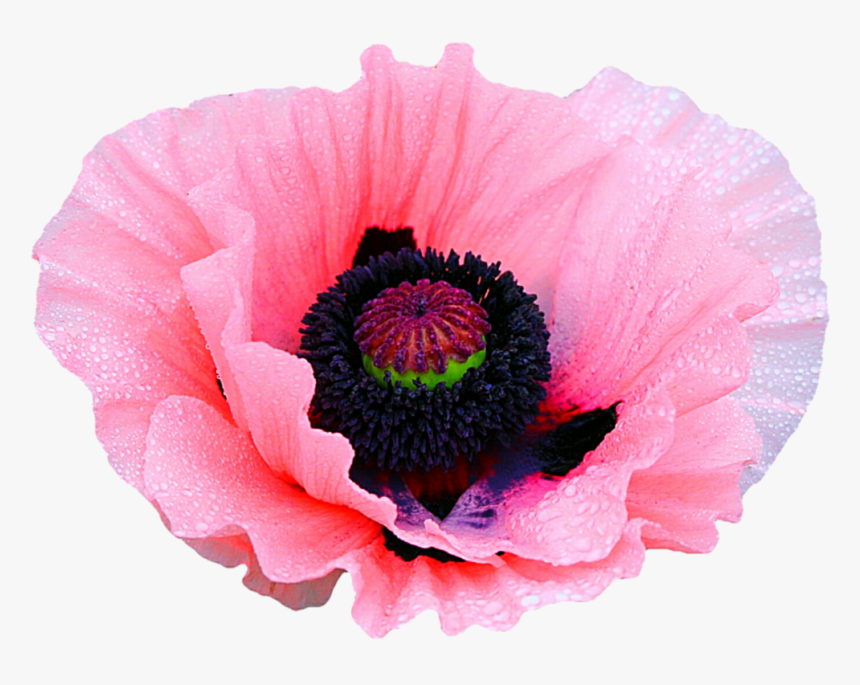 Transparent Poppy Flower Clipart - Opium Flowers Transparent, HD Png Download
