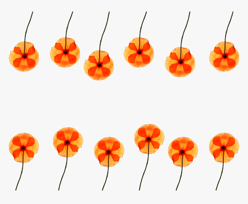 Watercolor Flower Pattern Png For Free - Poppy, Transparent Png