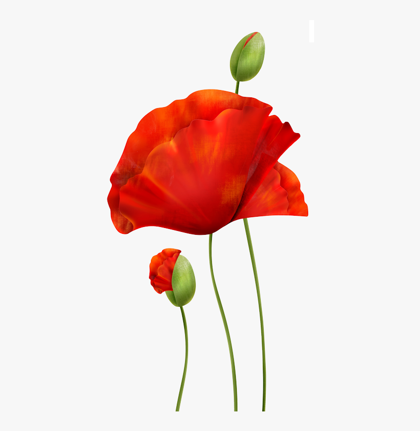 Poppies - Poppys Png, Transparent Png