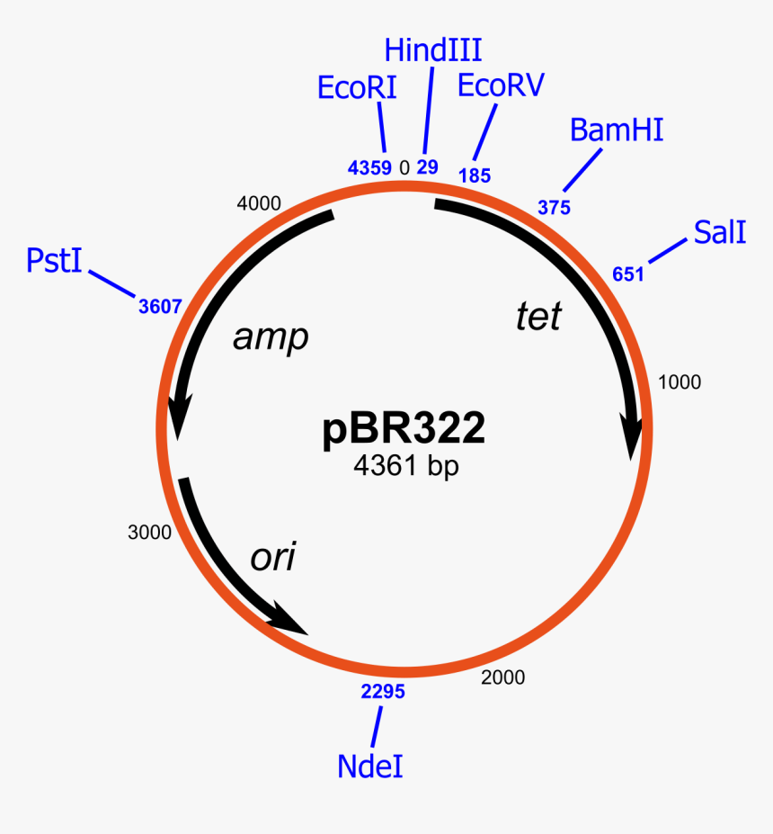Plasmid Vector Pbr322, HD Png Download