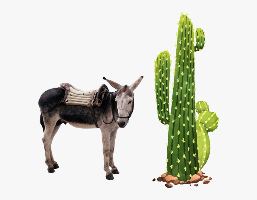 Servicio A Domicilio - Cactus, HD Png Download