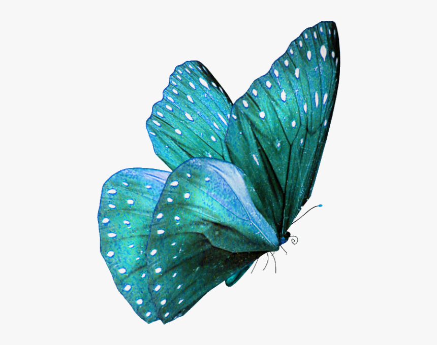 Teal Colored Butterflies, HD Png Download