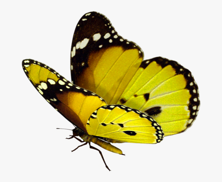 Mariposas Azules Png, Transparent Png