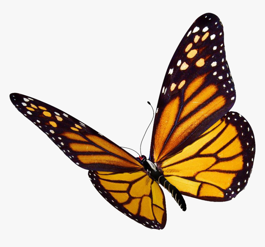 Crisalidas De Mariposas Transparent Background Butterfly Clipart Hd Png Download Transparent Png Image Pngitem