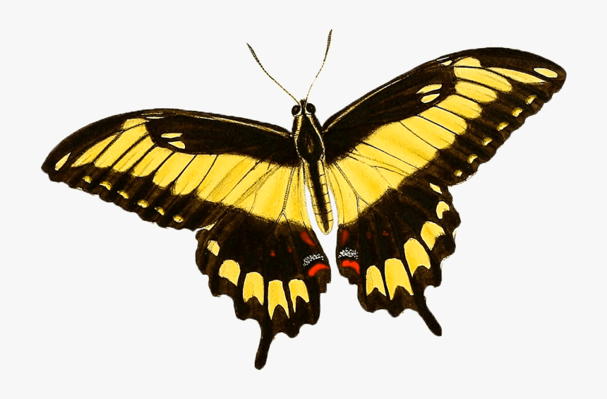 Giant Swallowtail, HD Png Download