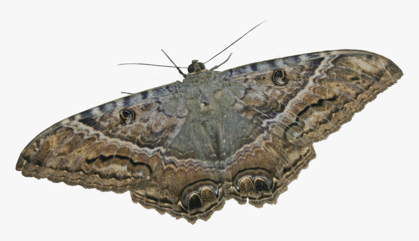 Mariposa - Ascalapha Odorata Png, Transparent Png