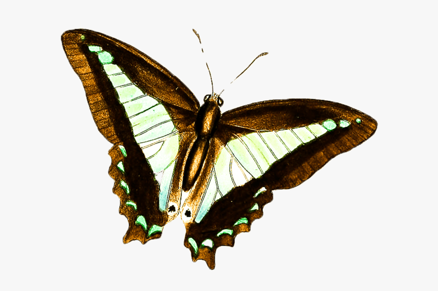 Papilio, HD Png Download