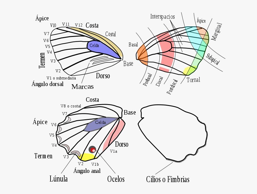 Butterfly Terms, HD Png Download