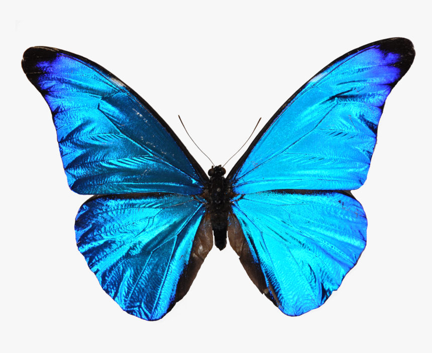 Blue Butterfly Transparent Background, HD Png Download