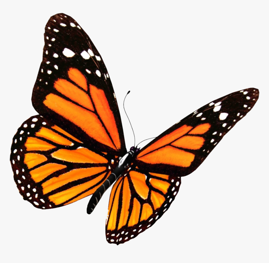 Transparent Background Butterfly Png, Png Download