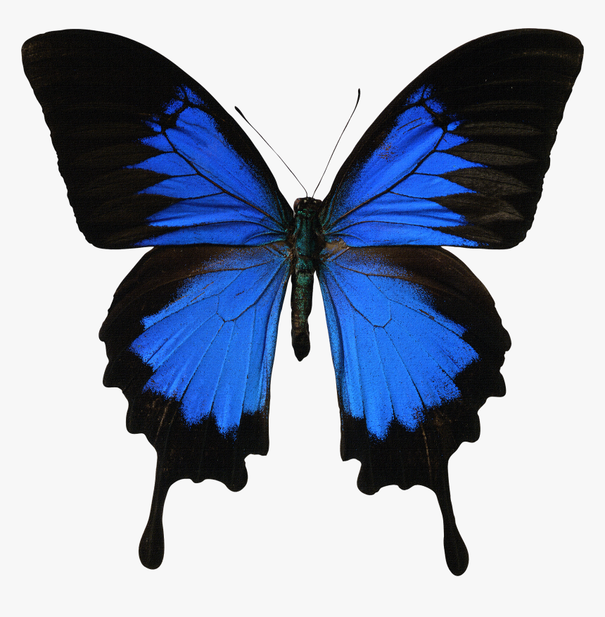 Mariposas Azules Png, Transparent Png