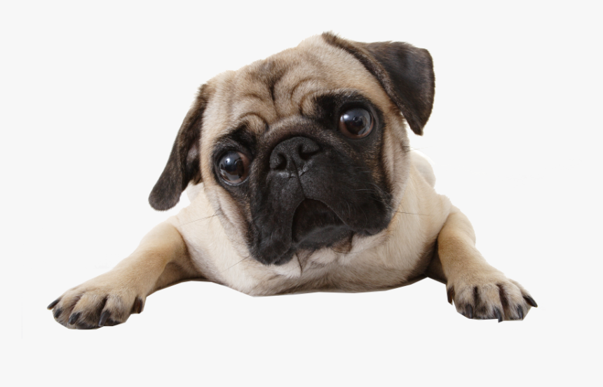 Perro, Png, And Pug Image - Do Pugs Not Drugs, Transparent Png
