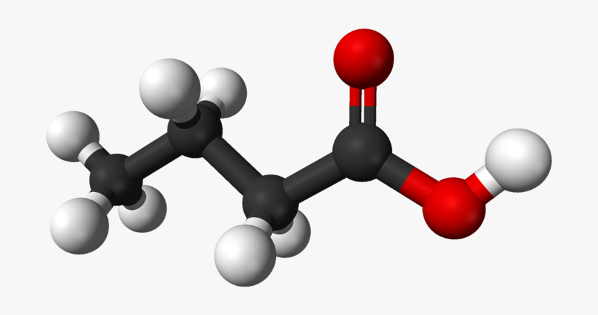 Butyric-acid - Acidos Grasos De Cadena Corta, HD Png Download