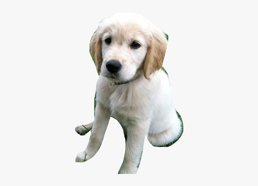 Dog Catches Something, HD Png Download
