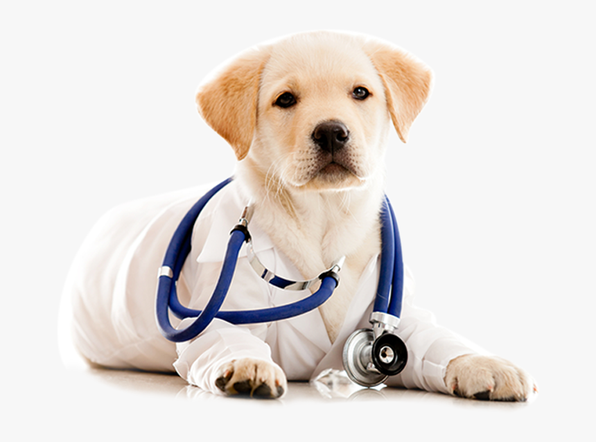 Play Pets Skin Doctor, HD Png Download