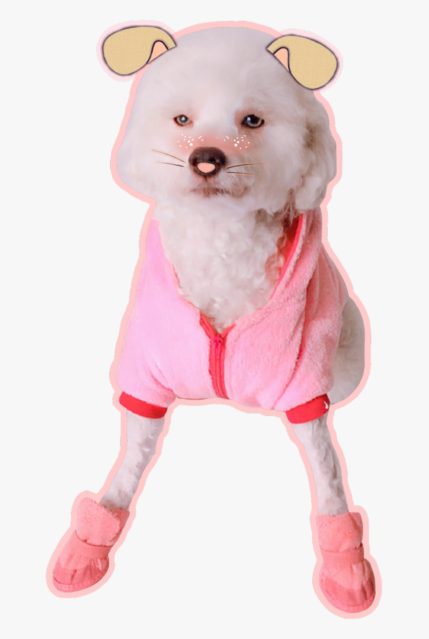 Companion Dog, HD Png Download