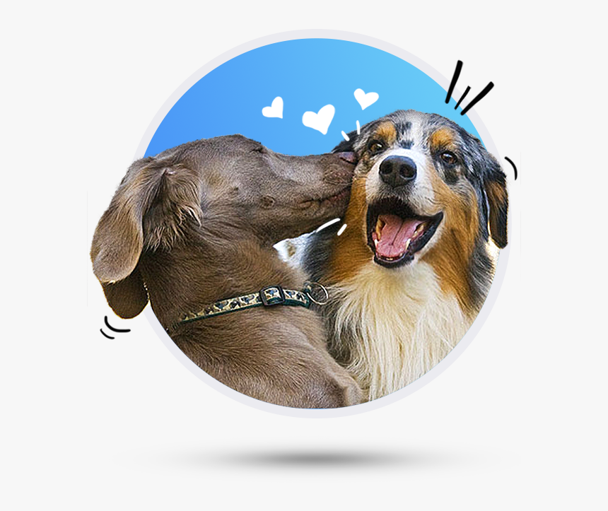 Dog Memes For Boyfriend, HD Png Download