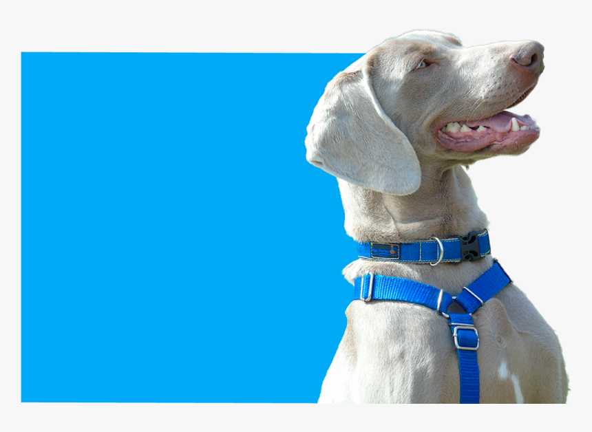 Dog Yawns, HD Png Download