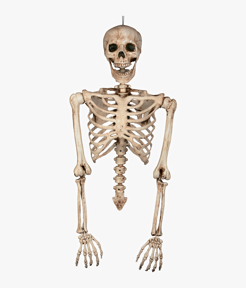 Transparent Half Skull Png - Torso Bones, Png Download