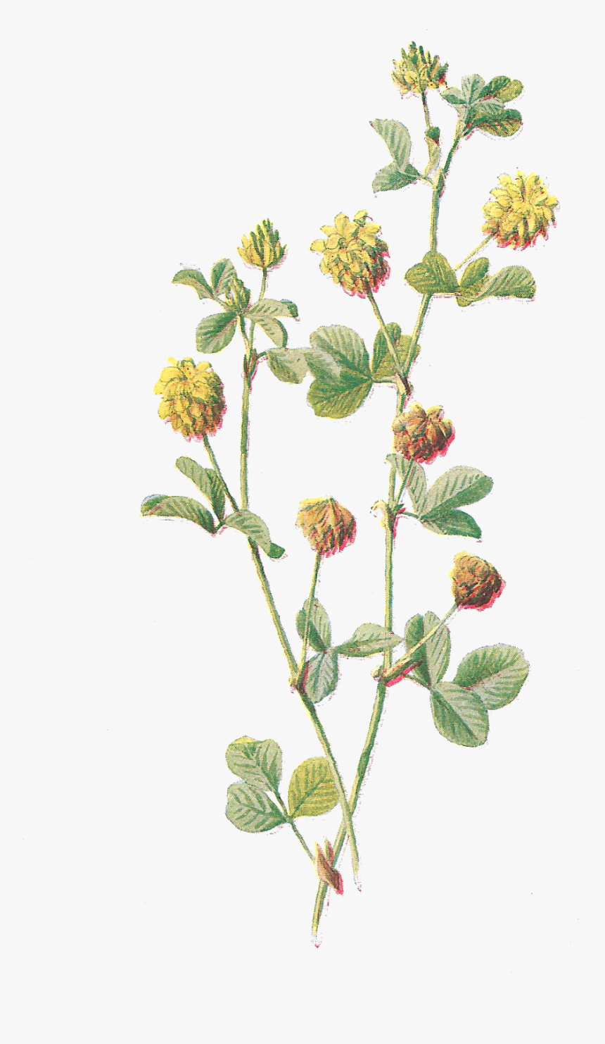 Wildflower Vector Clipart - Botanical Flower Drawings Png, Transparent Png