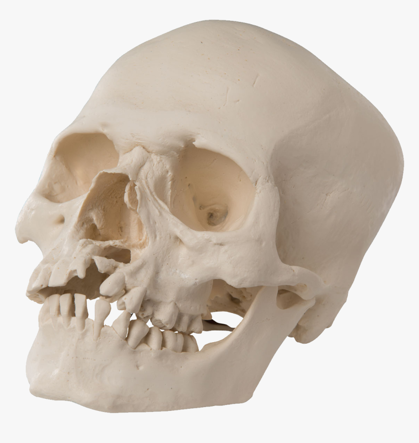 Skull Png - Skull, Transparent Png