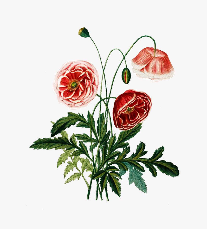 Digital Scrapbooking Flowers - Flower, HD Png Download