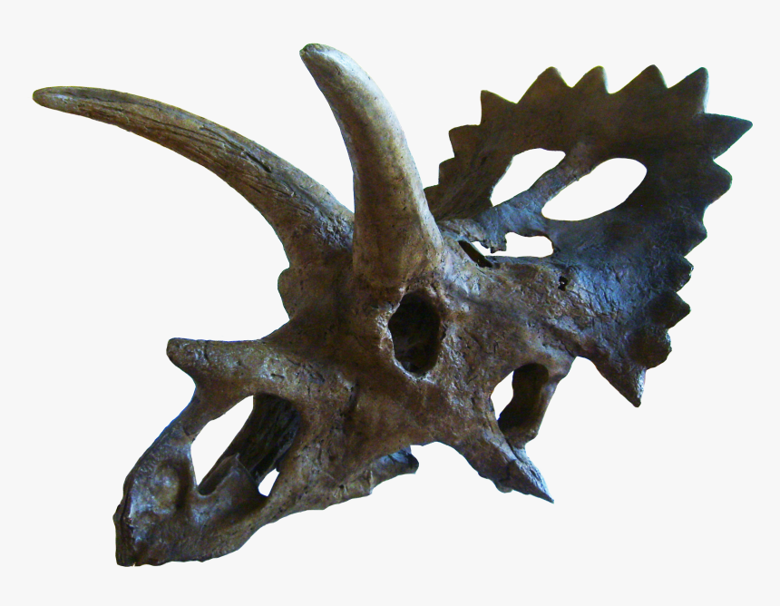 Anchiceratops - Anchiceratops Skull, HD Png Download