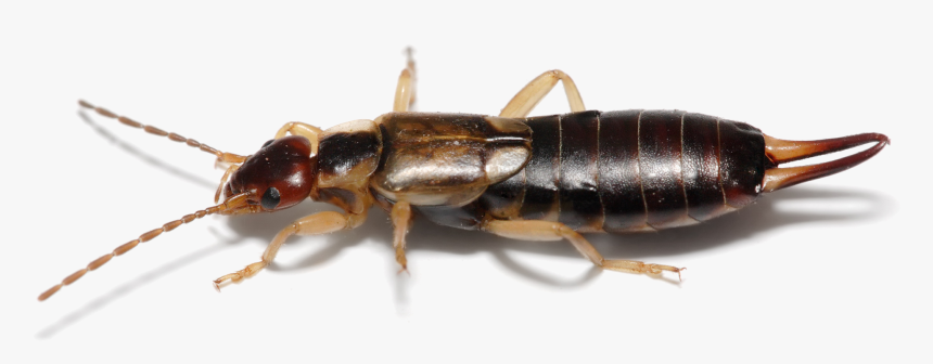 Earwig On Clear Background - Earwig, HD Png Download